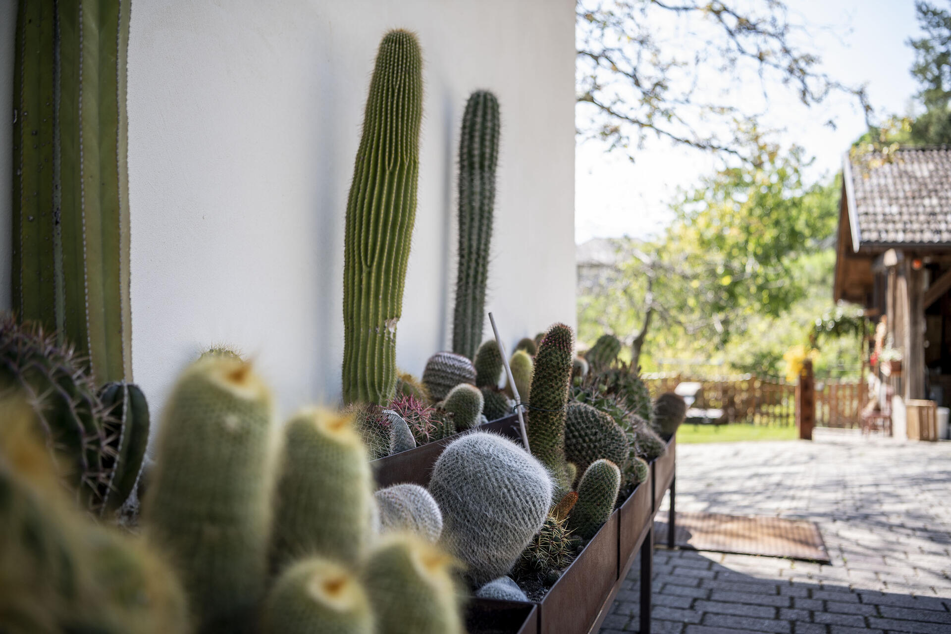 Cacti in the yard