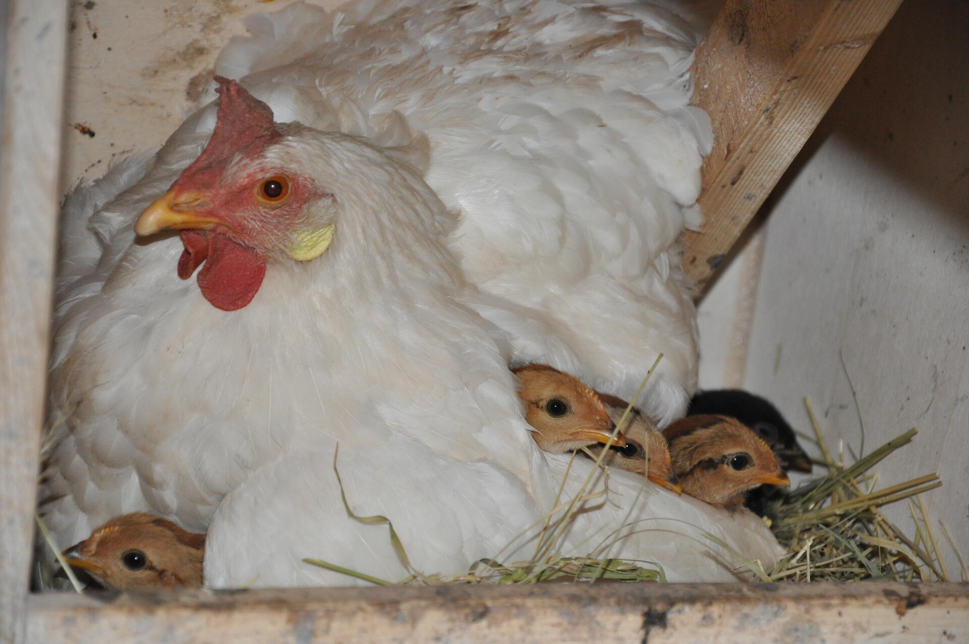 Mother hen with young chicks