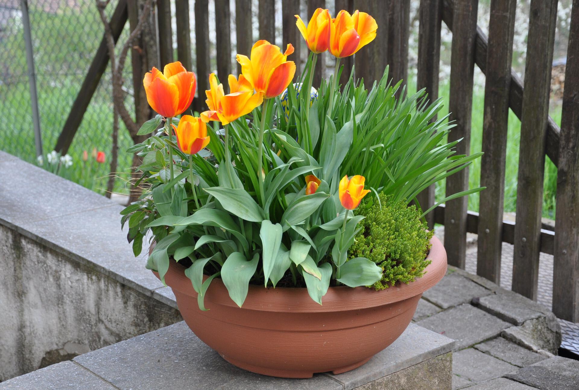 Tulips in a flower pot