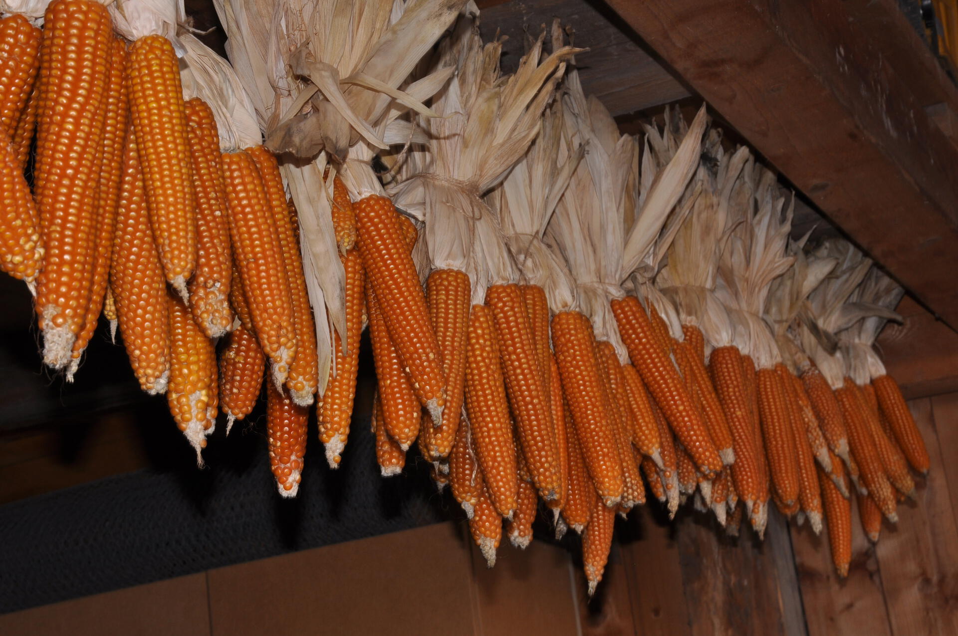 Hanging corn on the cob