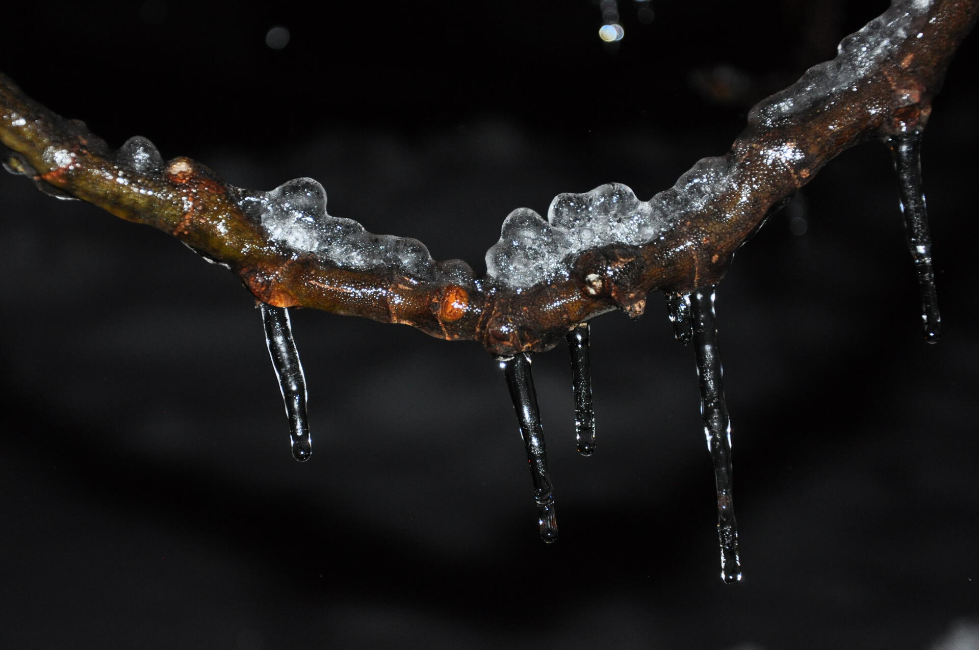 Formazione di ghiaccio su un ramo