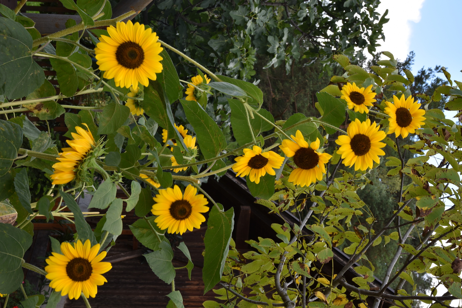 Sonnenblumen im Hof