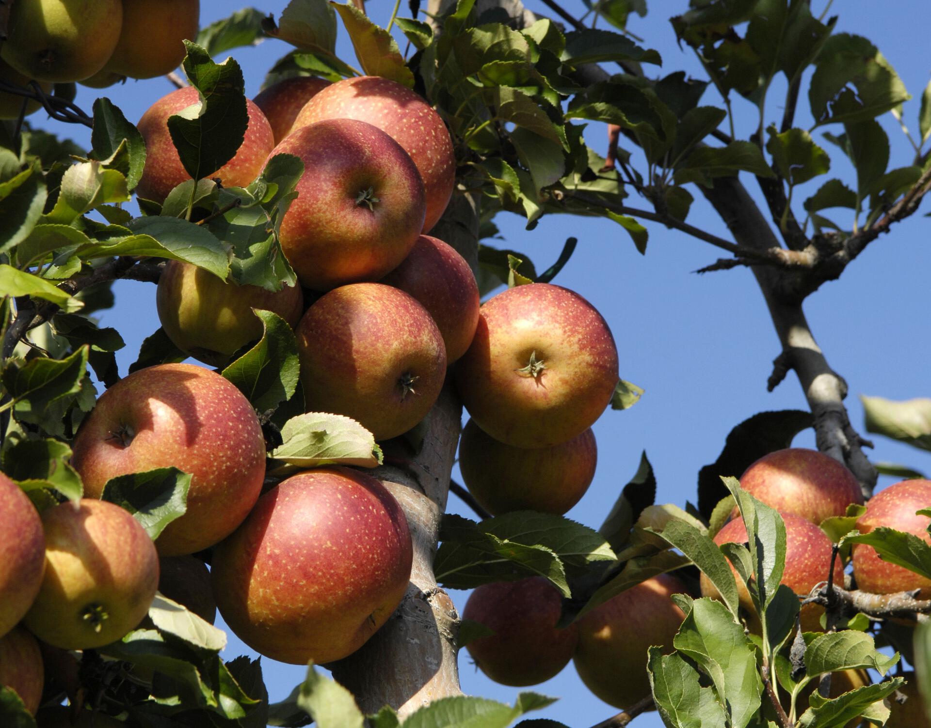 Äpfel vor der Ernte