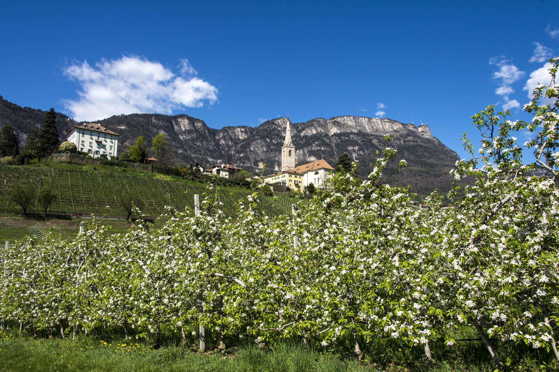 Apfelplantage in Blüte