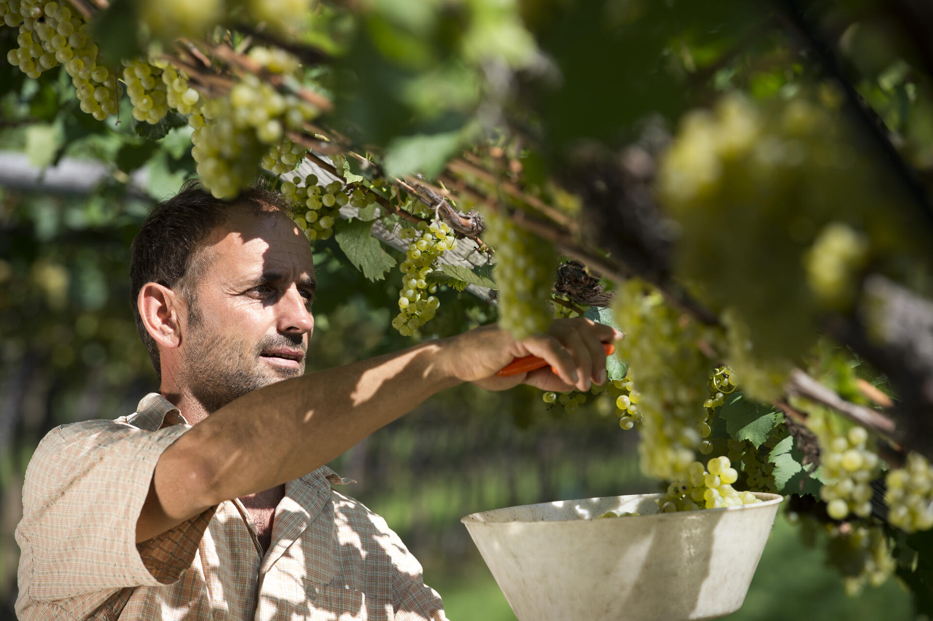 Grape harvest in Kaltern