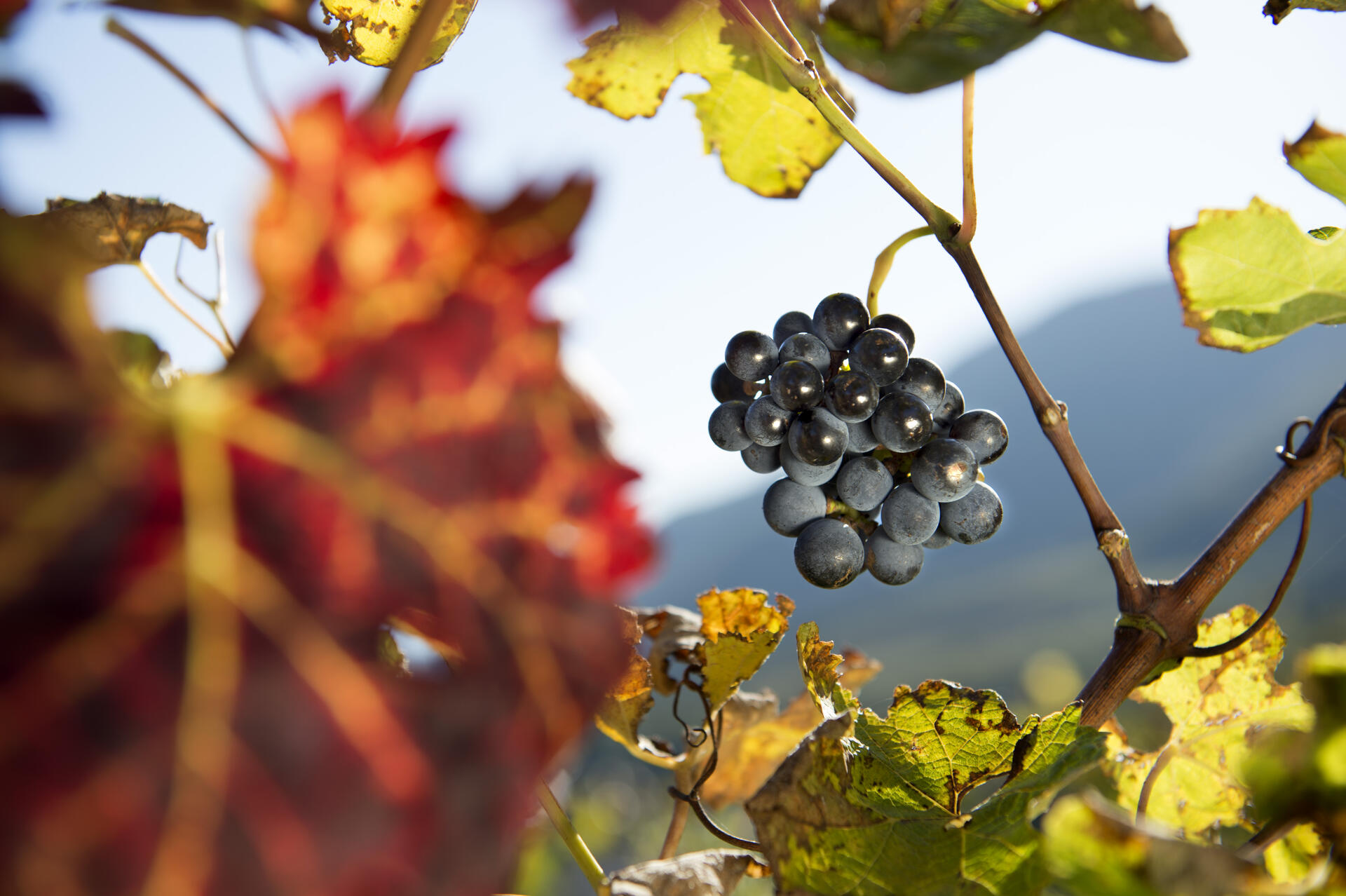 Late harvest in autumn