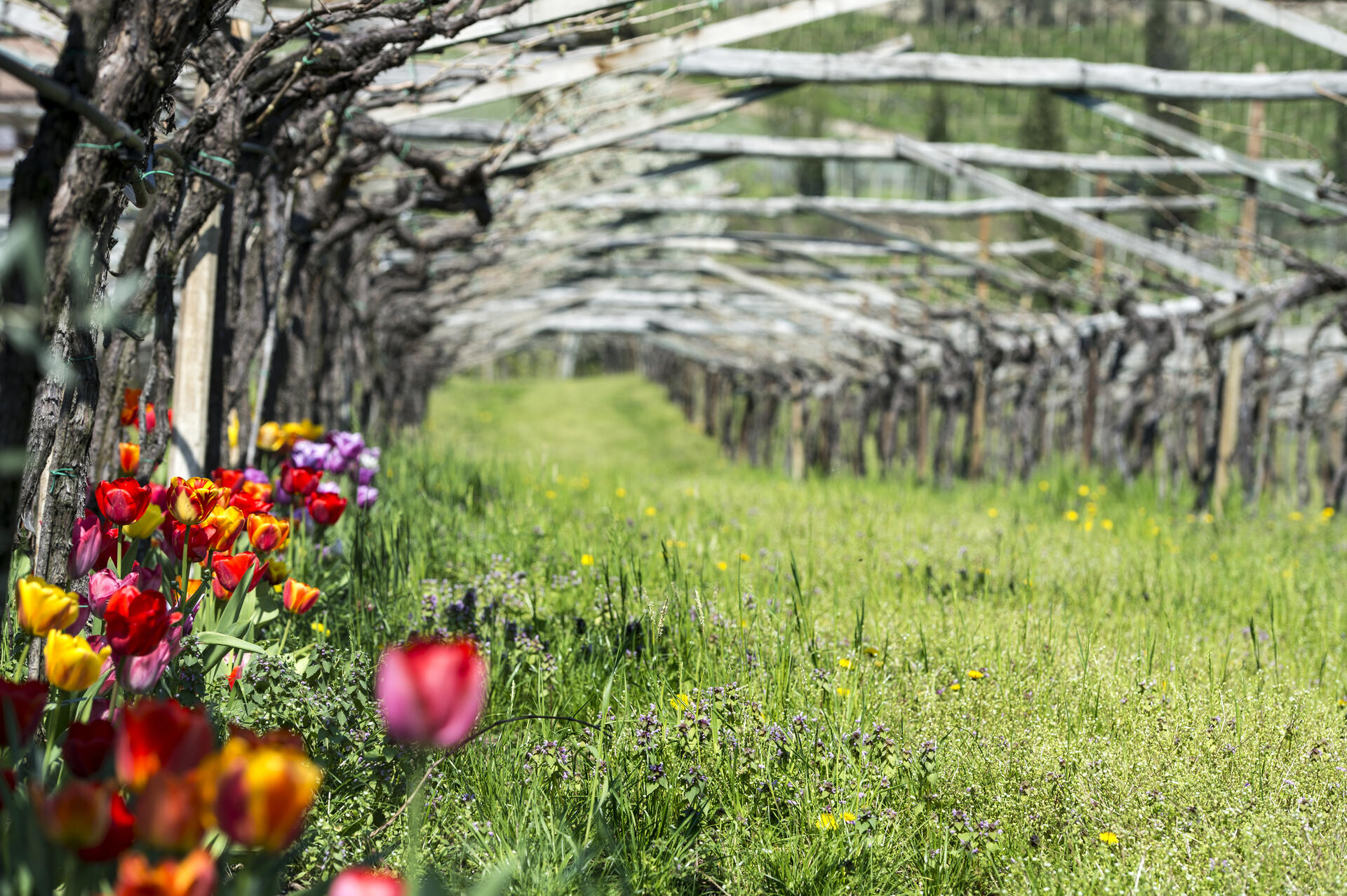 Vineyards